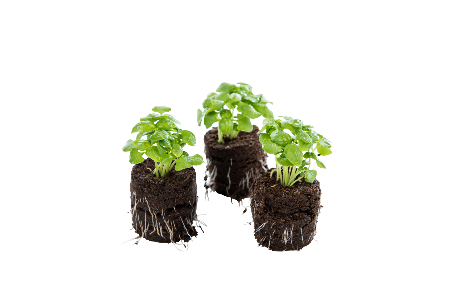 Sammalnapit Biolan 12kpl