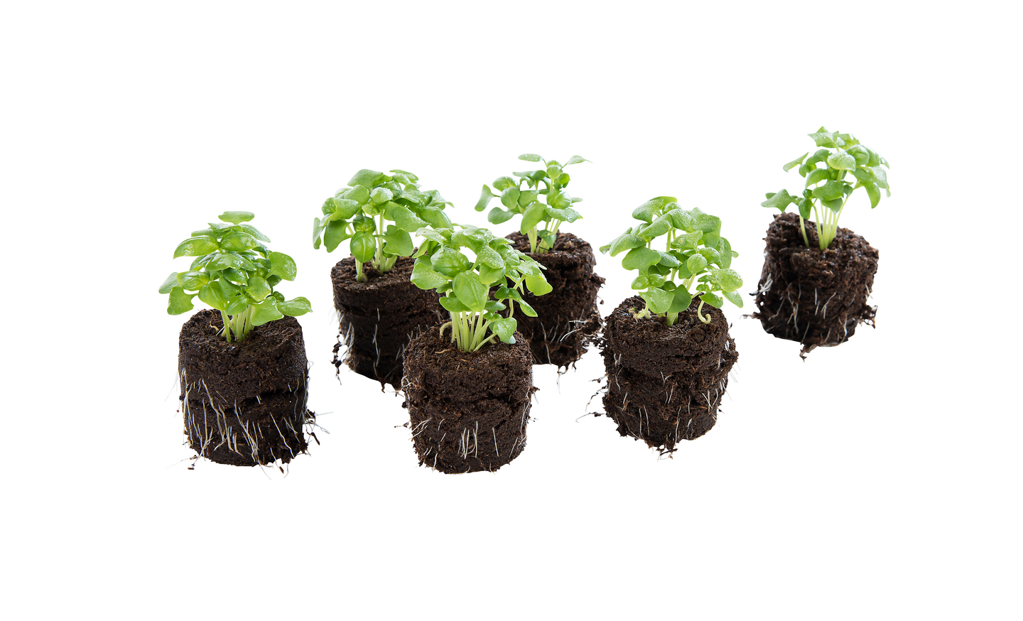 Sammalnapit Biolan 12kpl