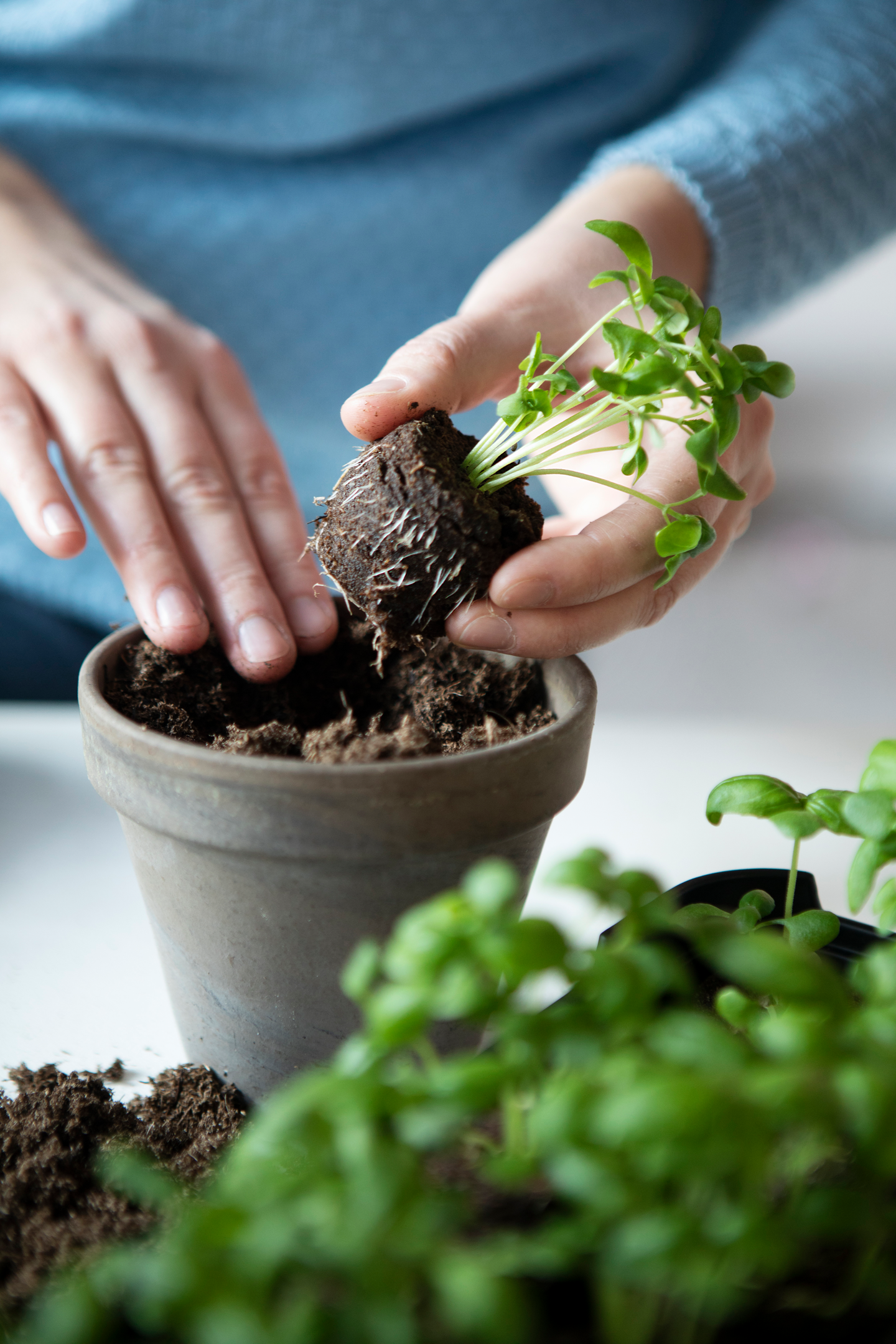 Sammalnapit Biolan 12kpl