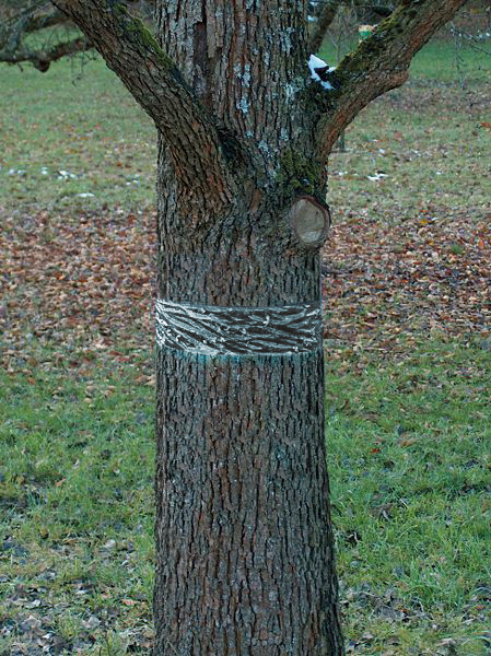 Liimapanta Natural Control hyönteisille