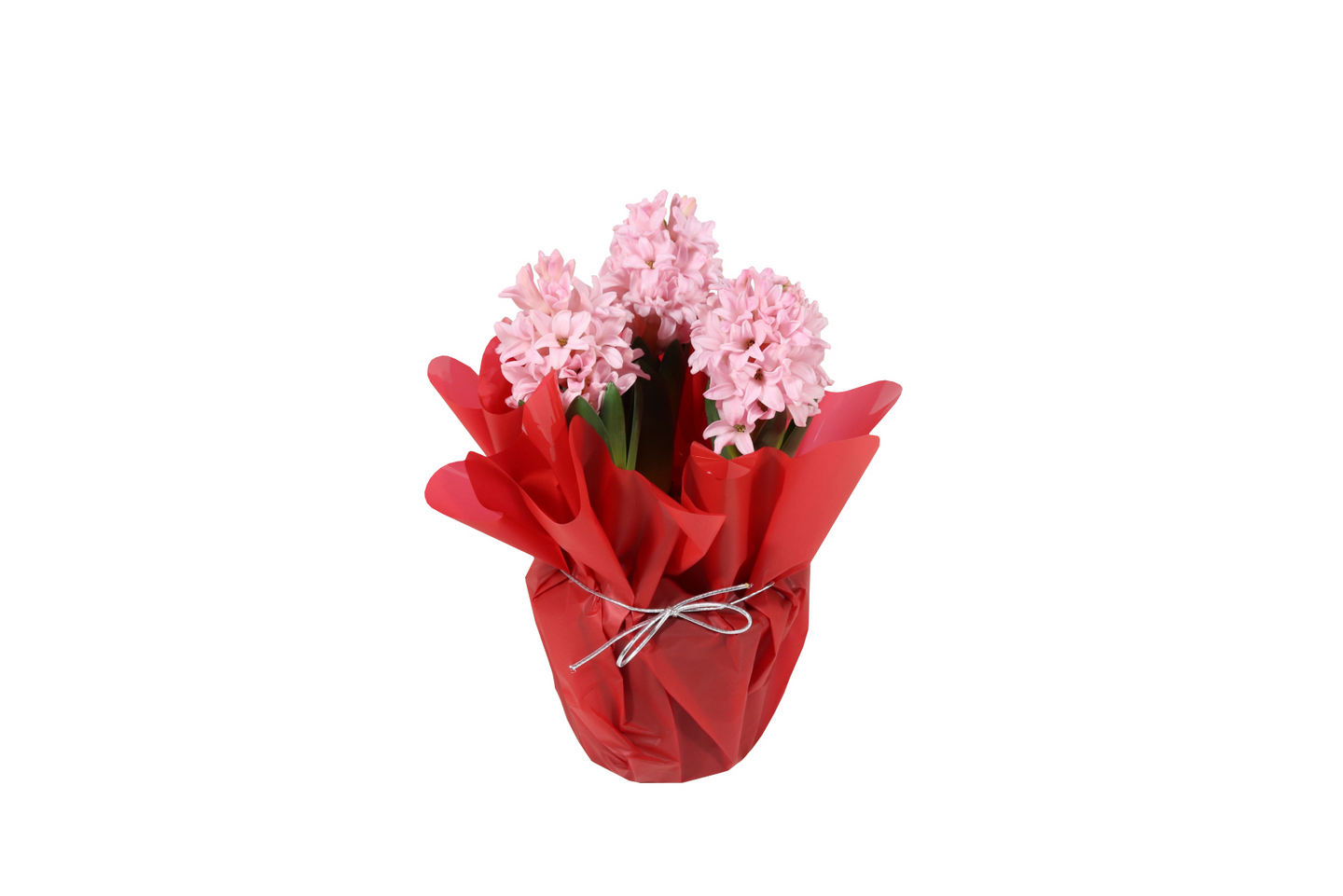 Hyasintti lahjakääreessä 3 sipulia