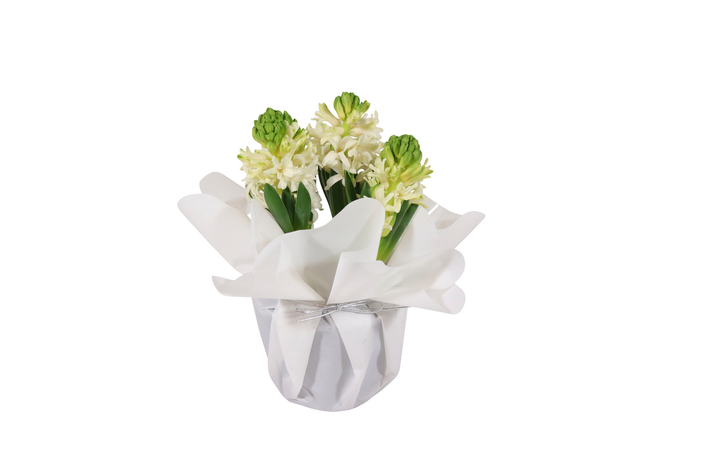 Hyasintti lahjakääreessä 3 sipulia