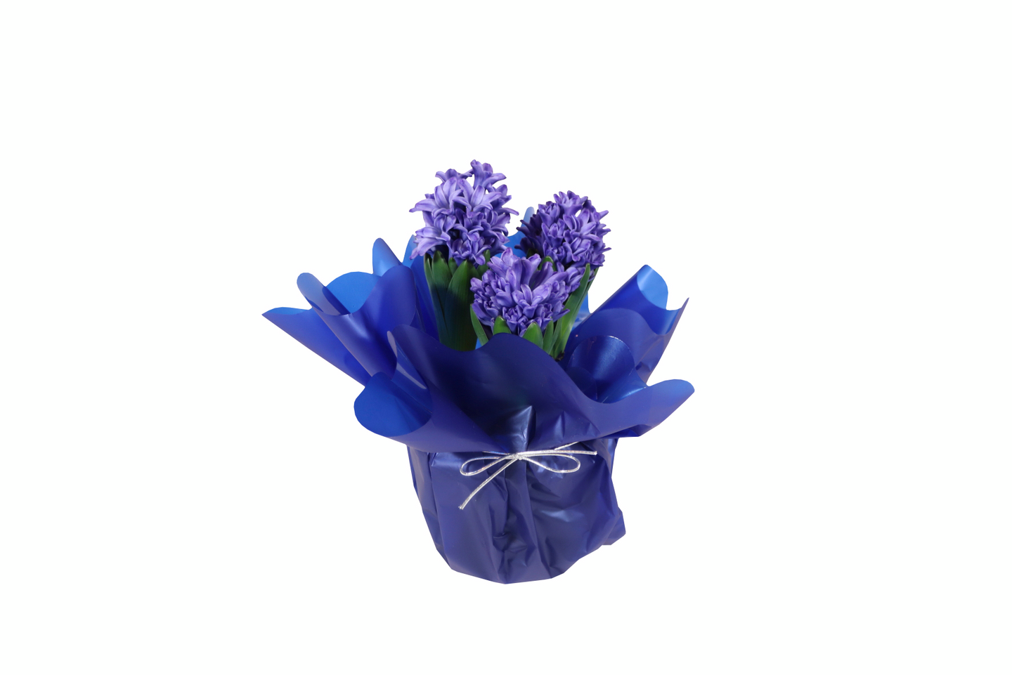 Hyasintti lahjakääreessä 3 sipulia