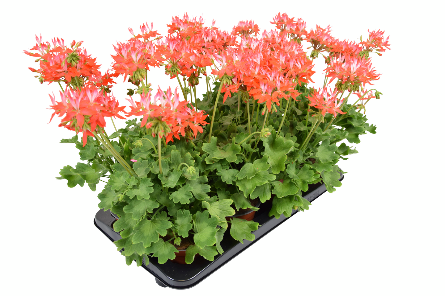 Pelargoni Summertwist 13cm ruukku