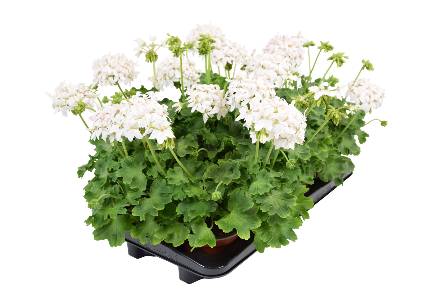 Pelargoni Summertwist 13cm ruukku