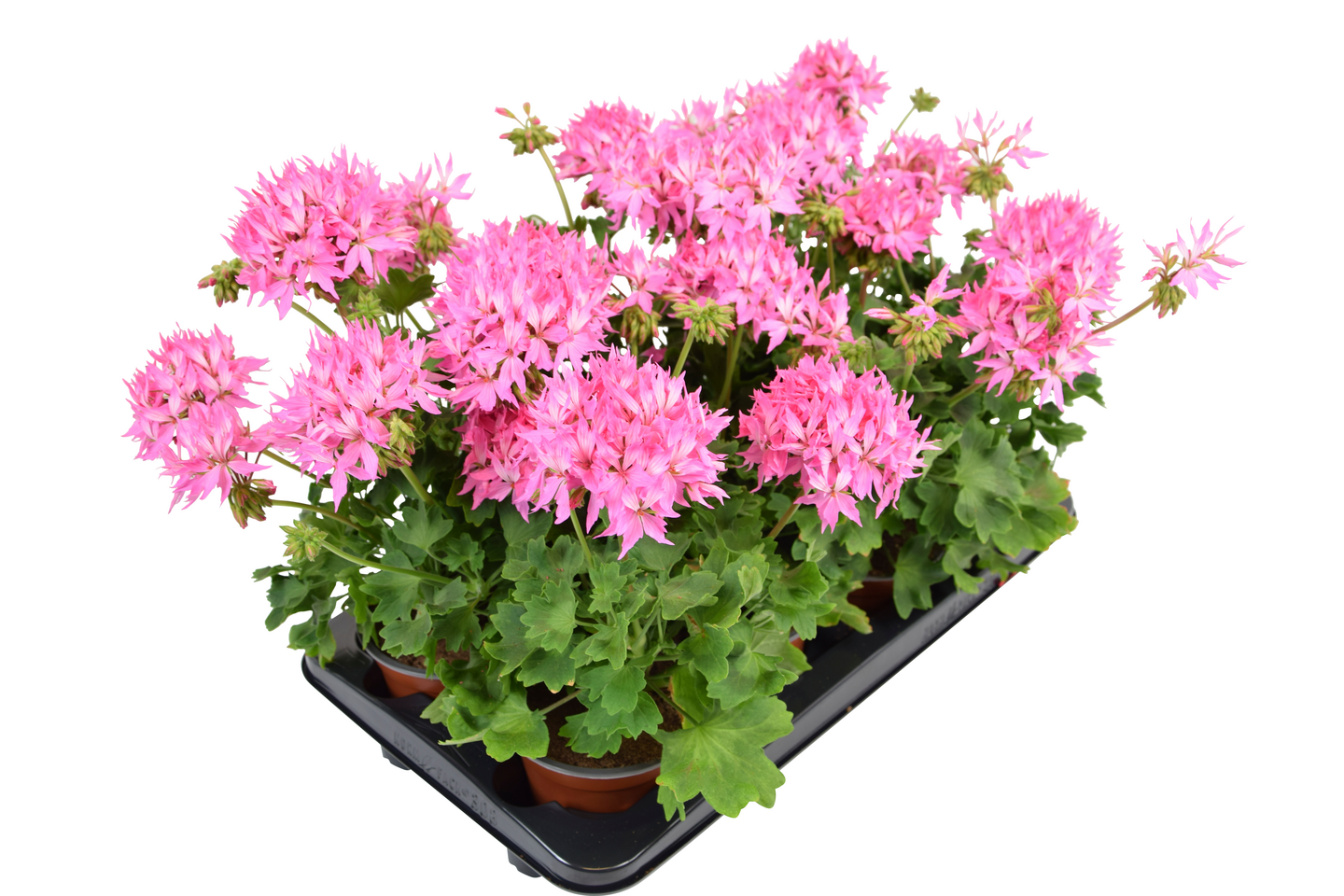 Pelargoni Summertwist 13cm ruukku