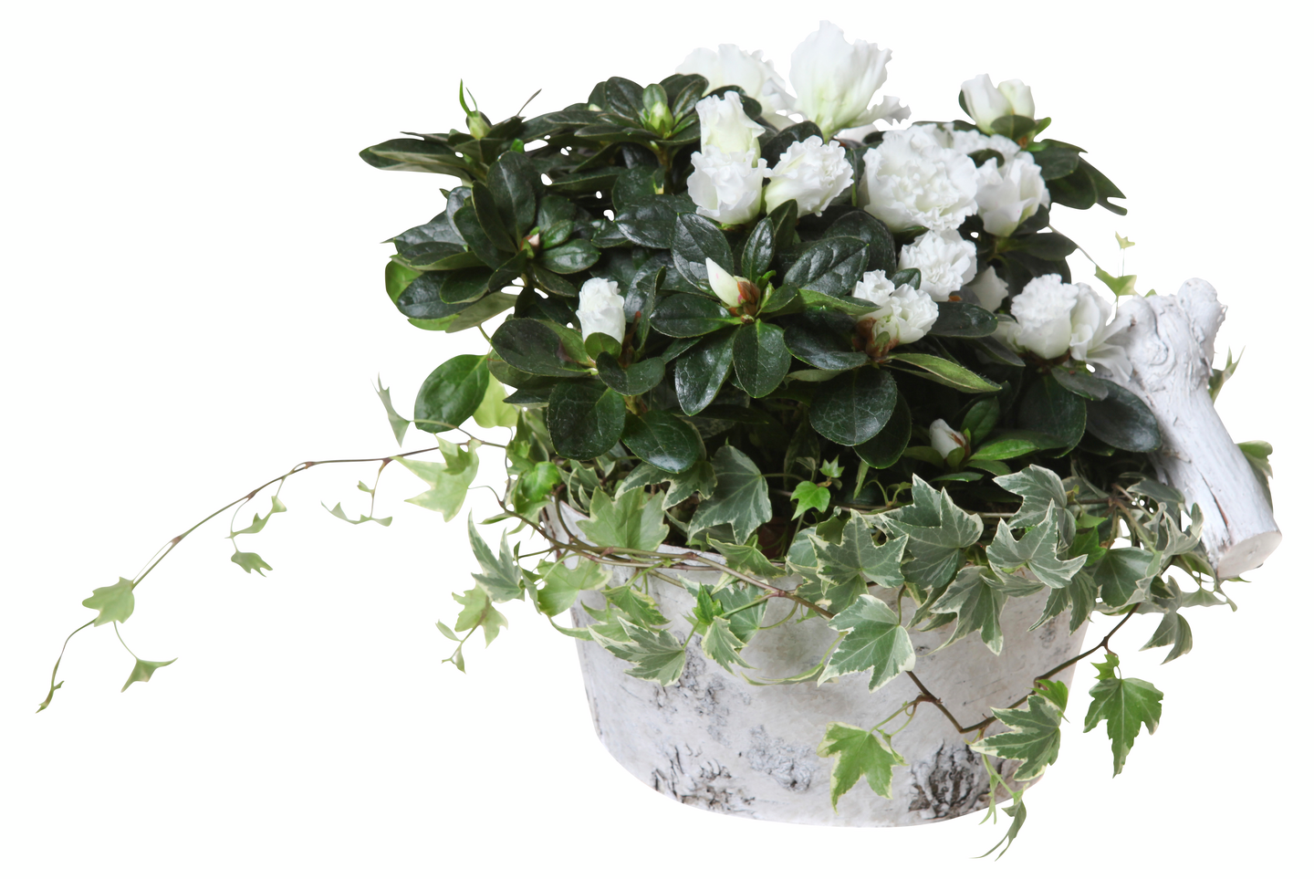 Joulukukkaistutus iso