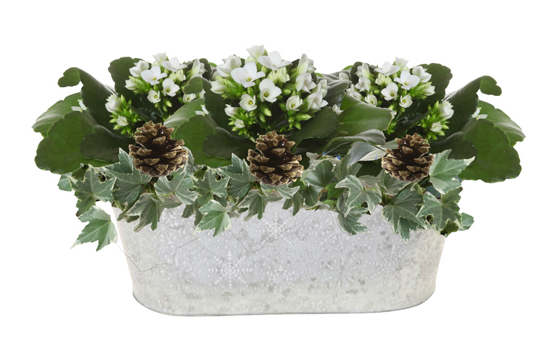 Joulukukkaistutus iso