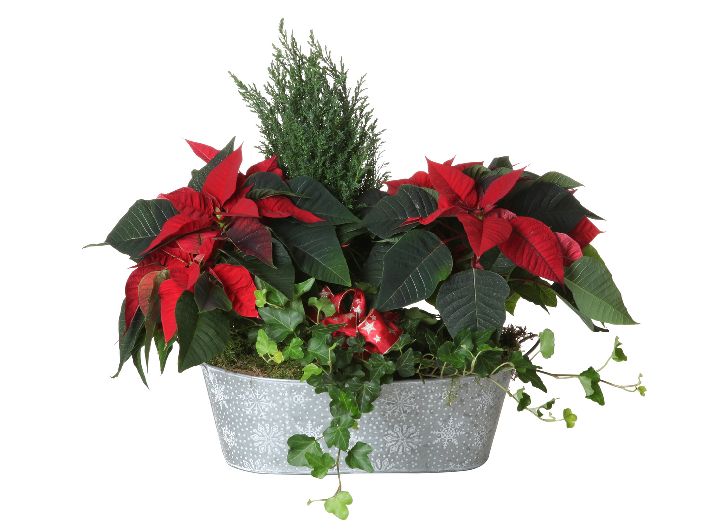 Joulukukkaistutus iso