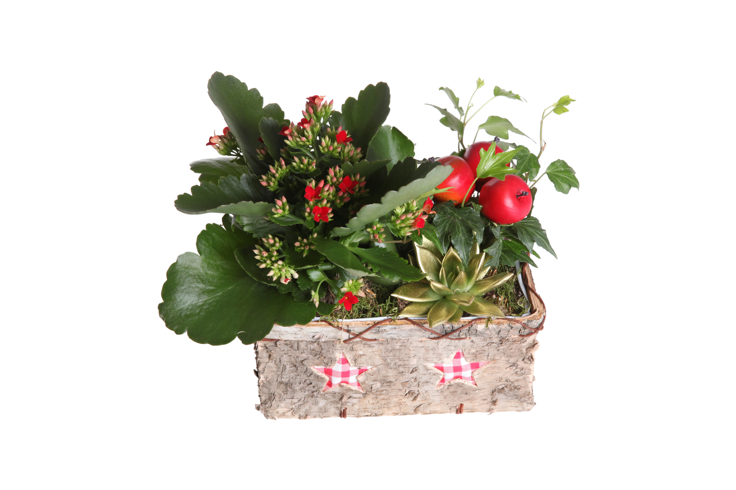 Joulukukkaistutus iso