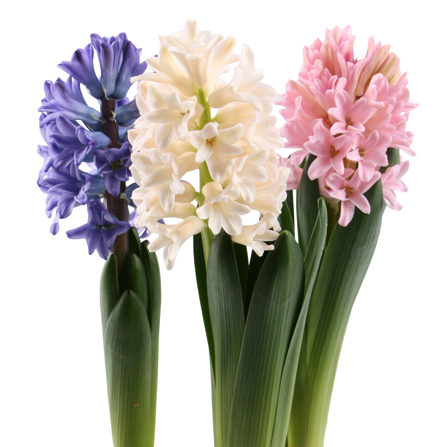 Hyasintti mix värit