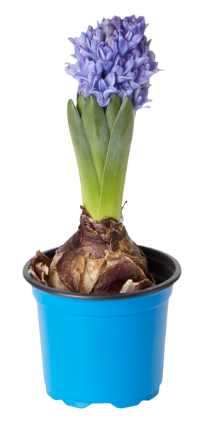 Hyasintti mix värit