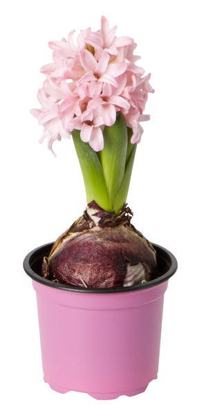 Hyasintti mix värit