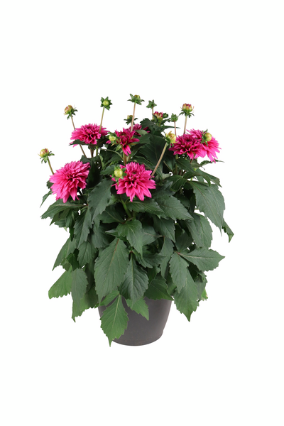 Patiodaalia 22cm ruukku