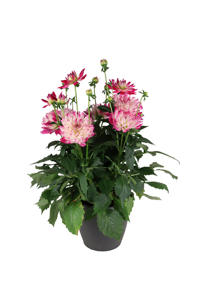 Patiodaalia 22cm ruukku