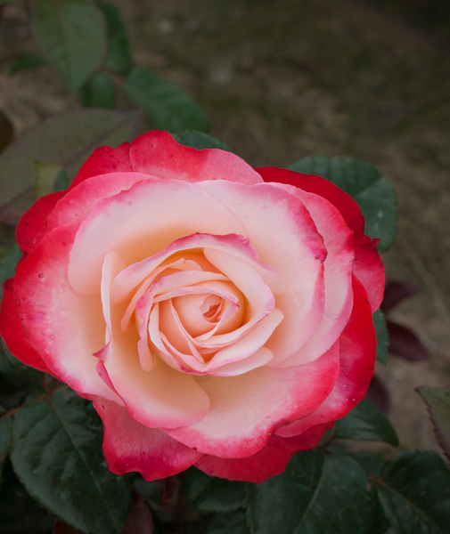 NOSTALGIE RUUSU AT 3L