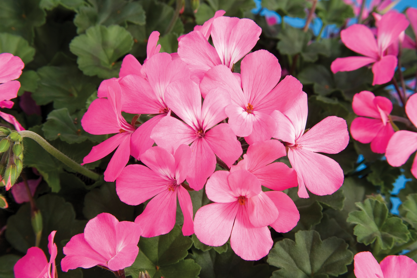 Riippapelargoni amppeli 23cm