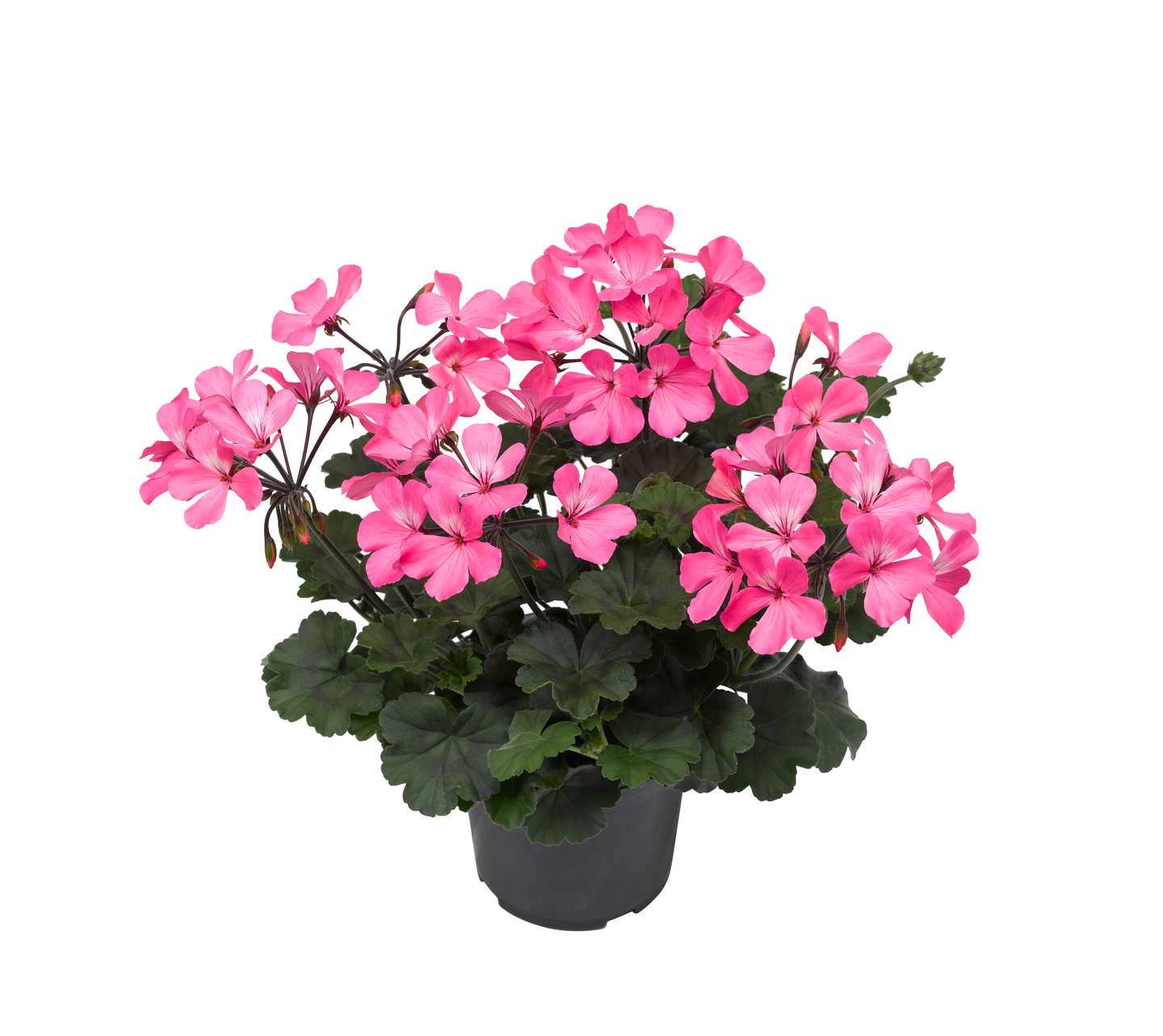 Riippapelargoni amppeli 23cm