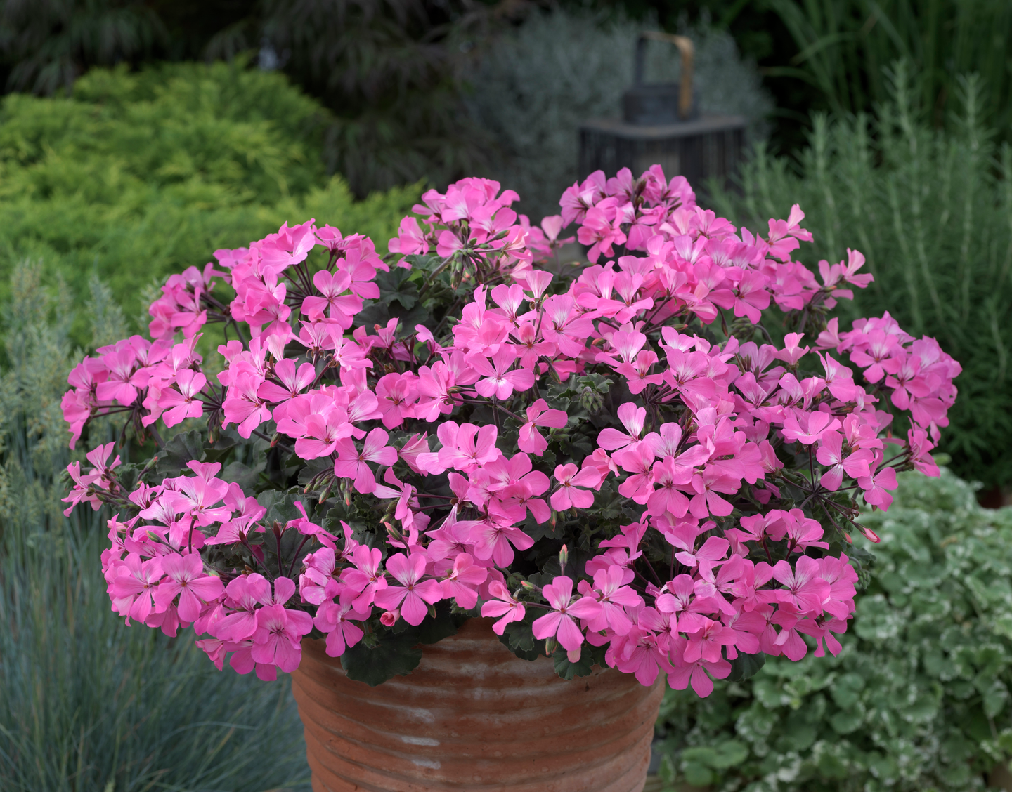 Riippapelargoni amppeli 23cm