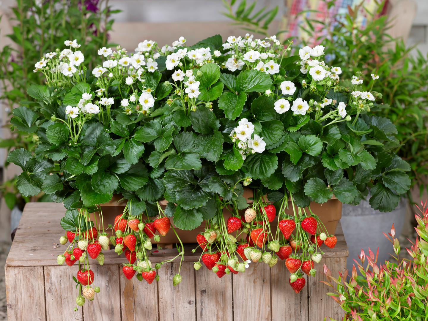 Mansikka-amppeli 23cm