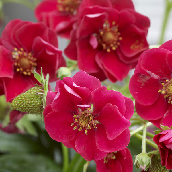 Mansikka-amppeli 23cm