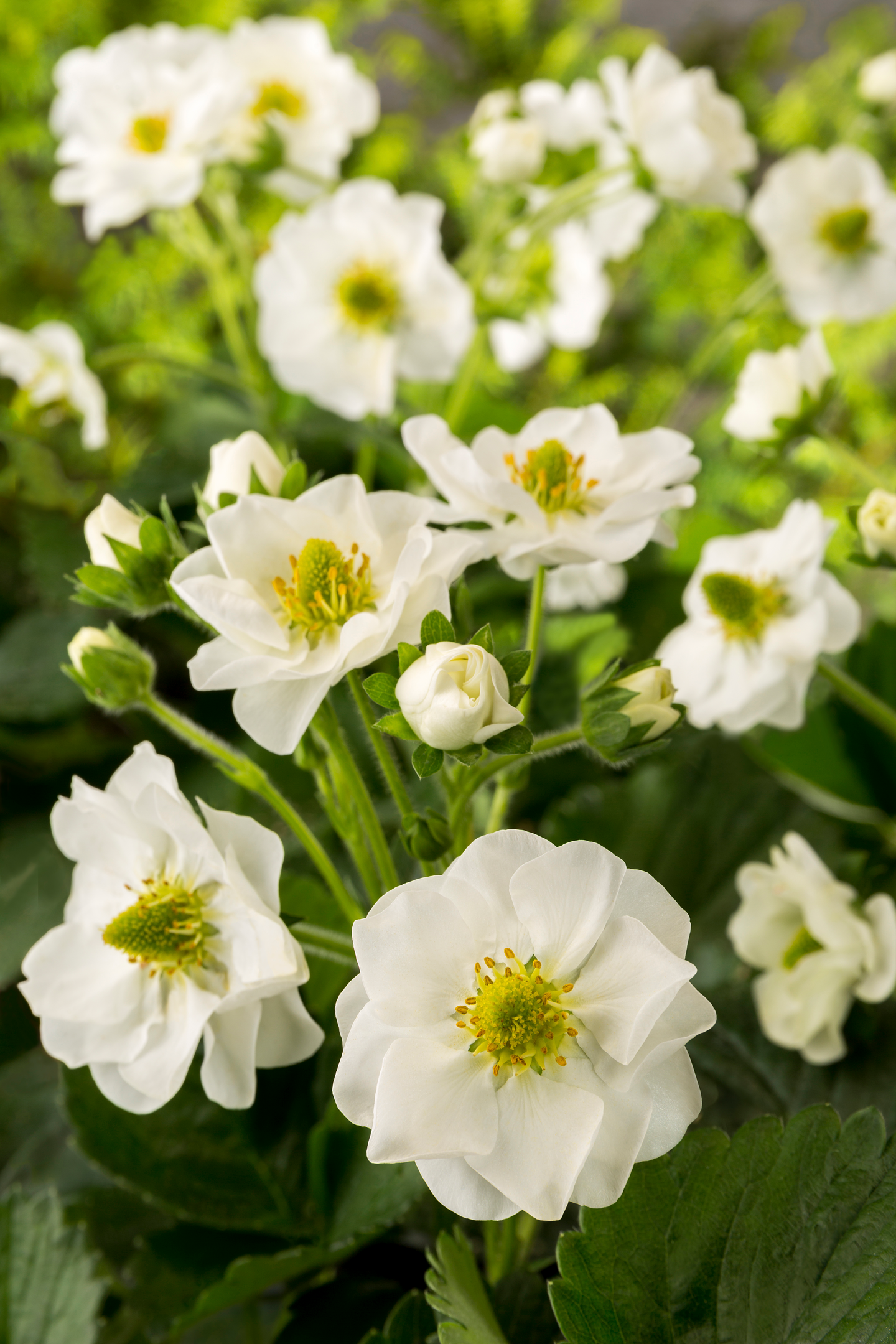 Mansikka-amppeli 23cm