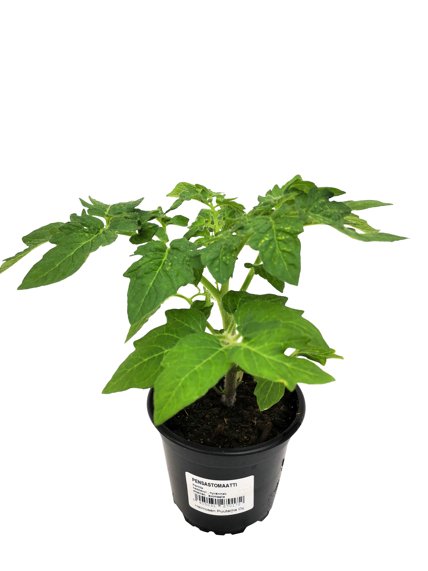 Tomaattilajitelma 12cm ruukku