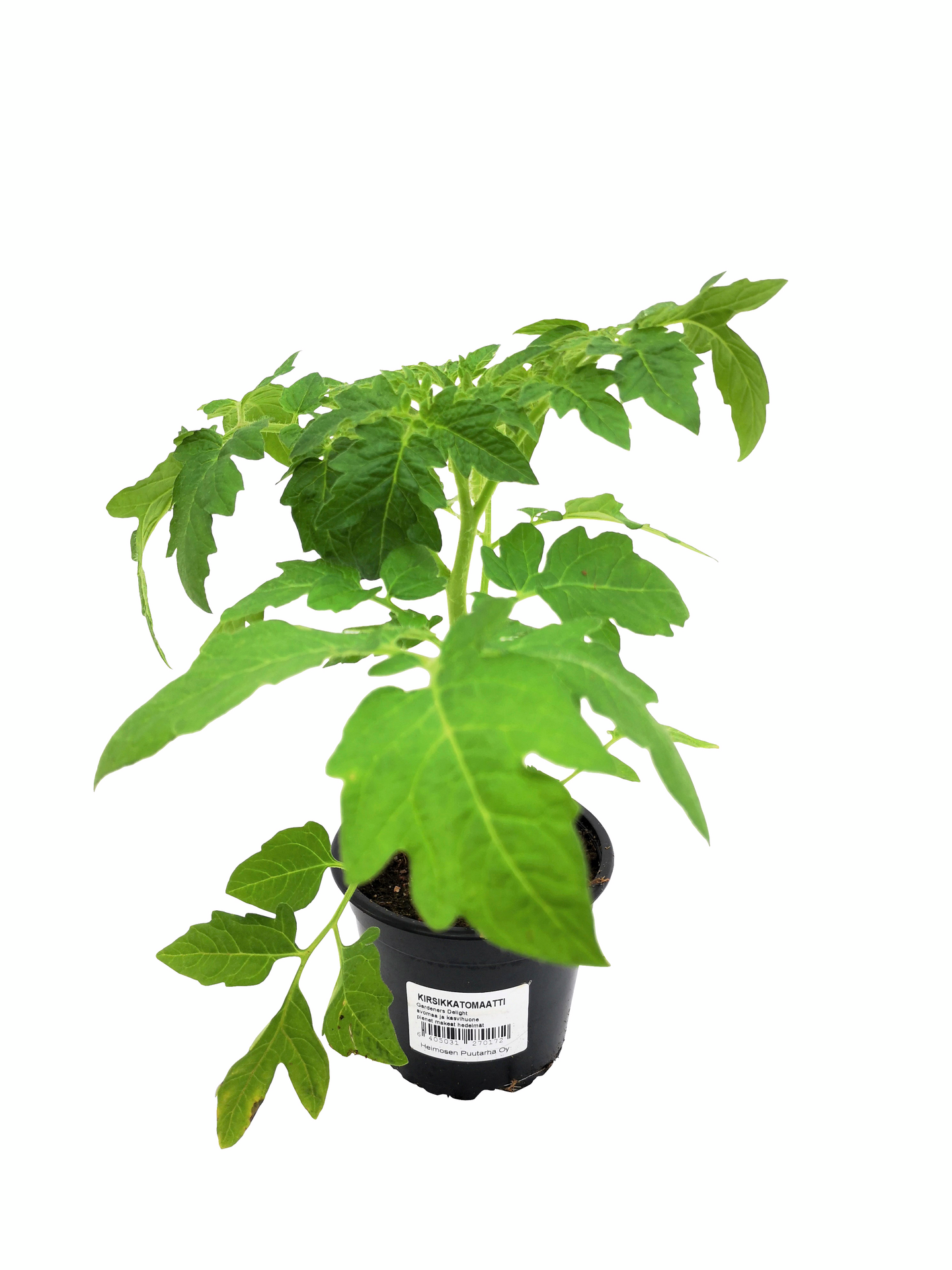 Tomaattilajitelma 12cm ruukku