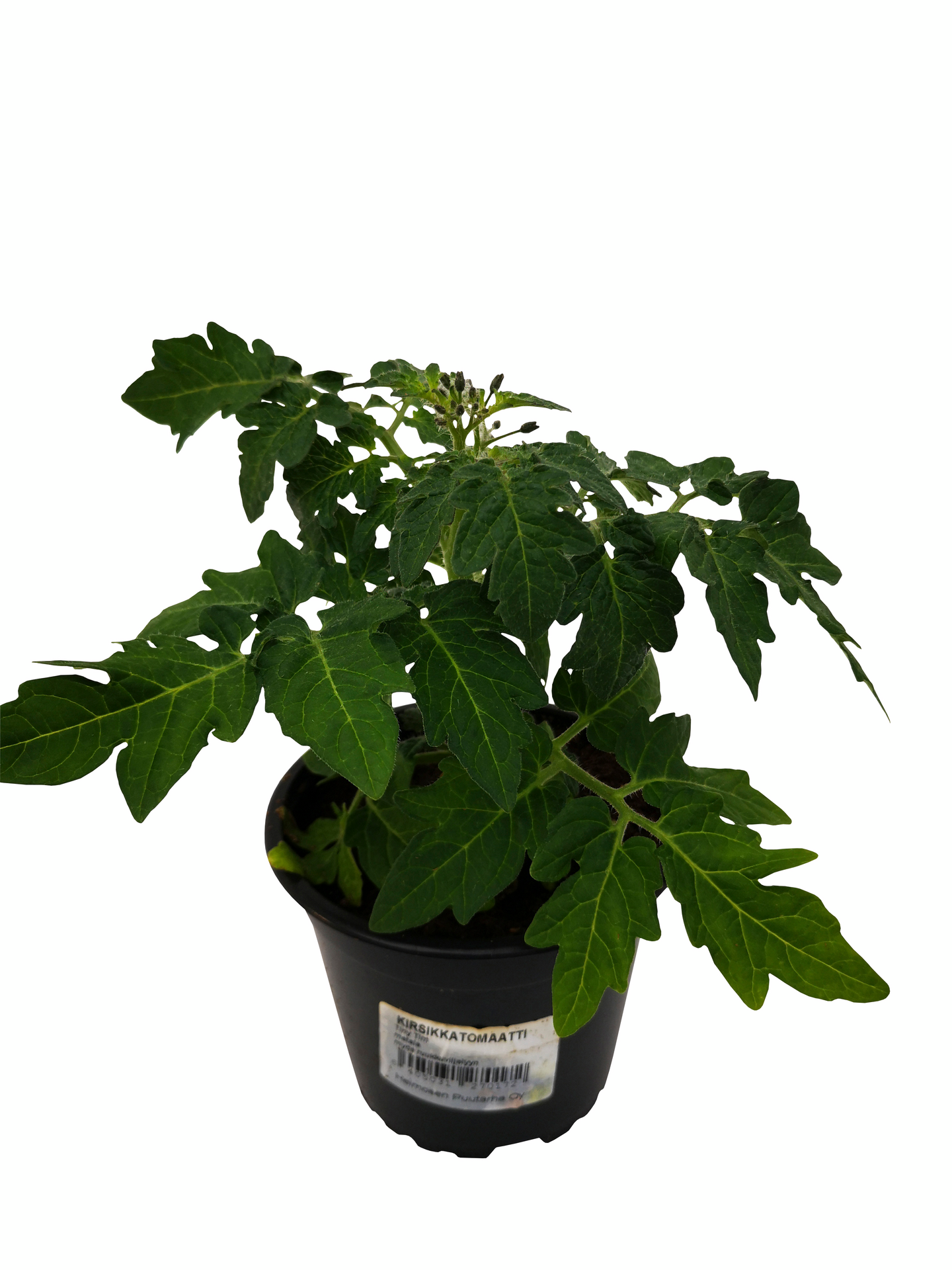 Tomaattilajitelma 12cm ruukku