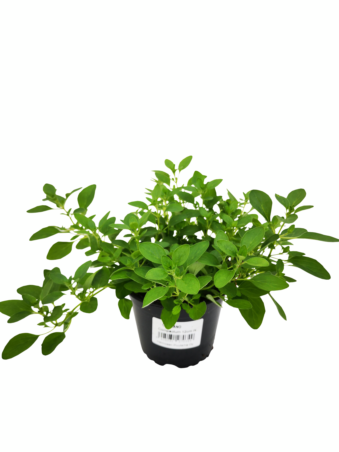 Yrttilajitelma 12cm ruukku