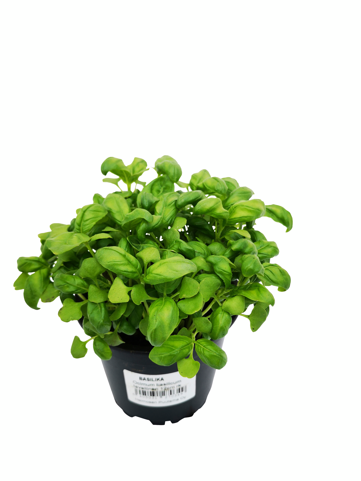 Yrttilajitelma 12cm ruukku