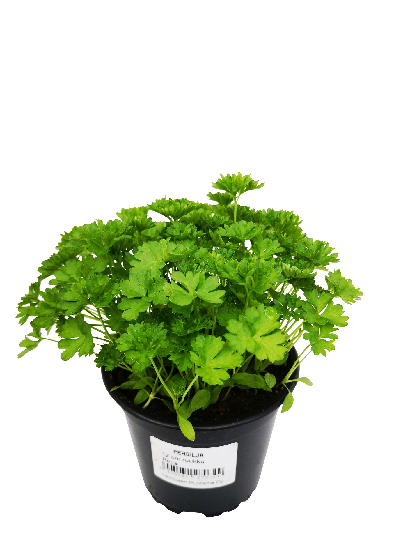 Yrttilajitelma 12cm ruukku