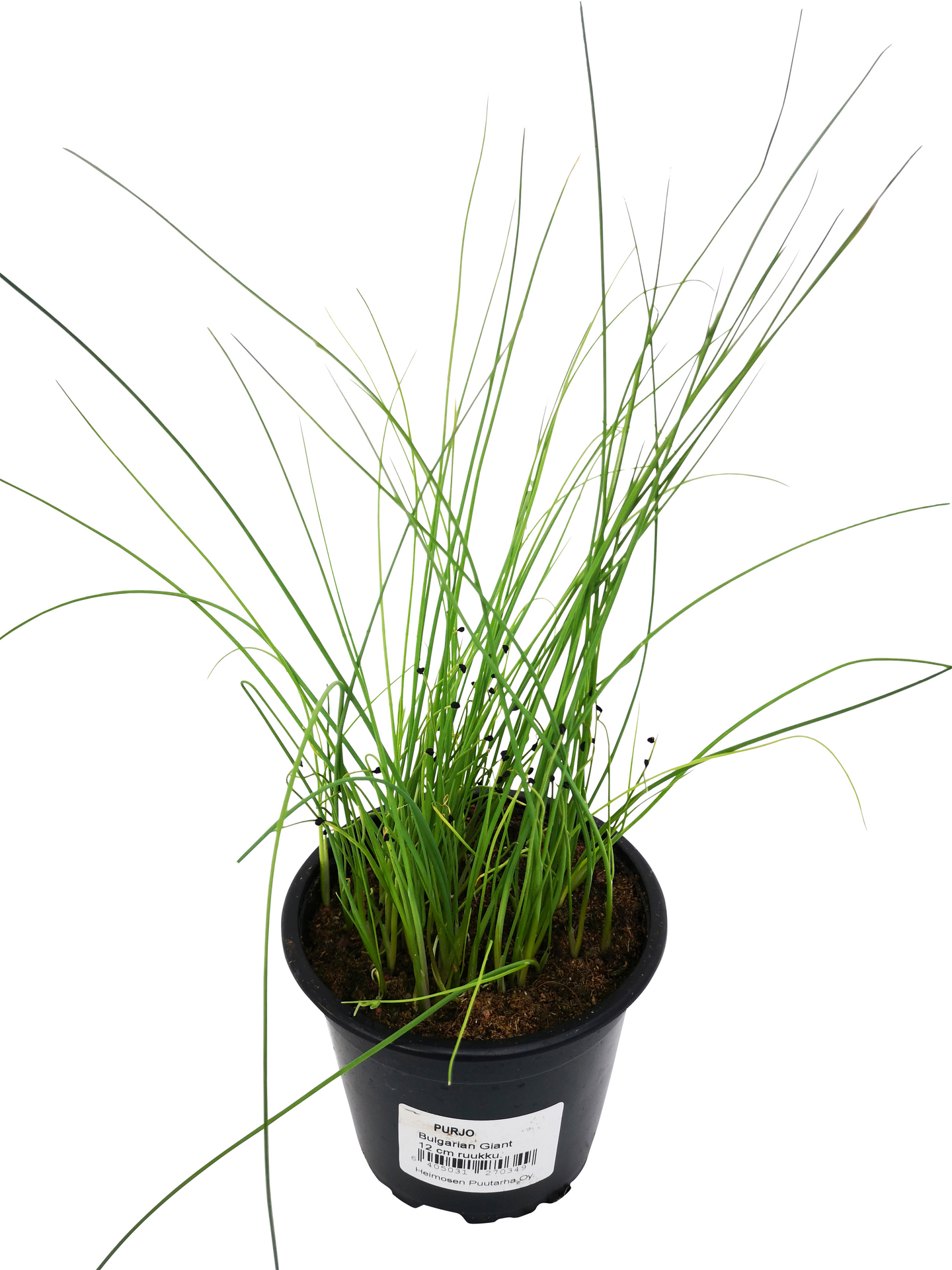 Yrttilajitelma 12cm ruukku