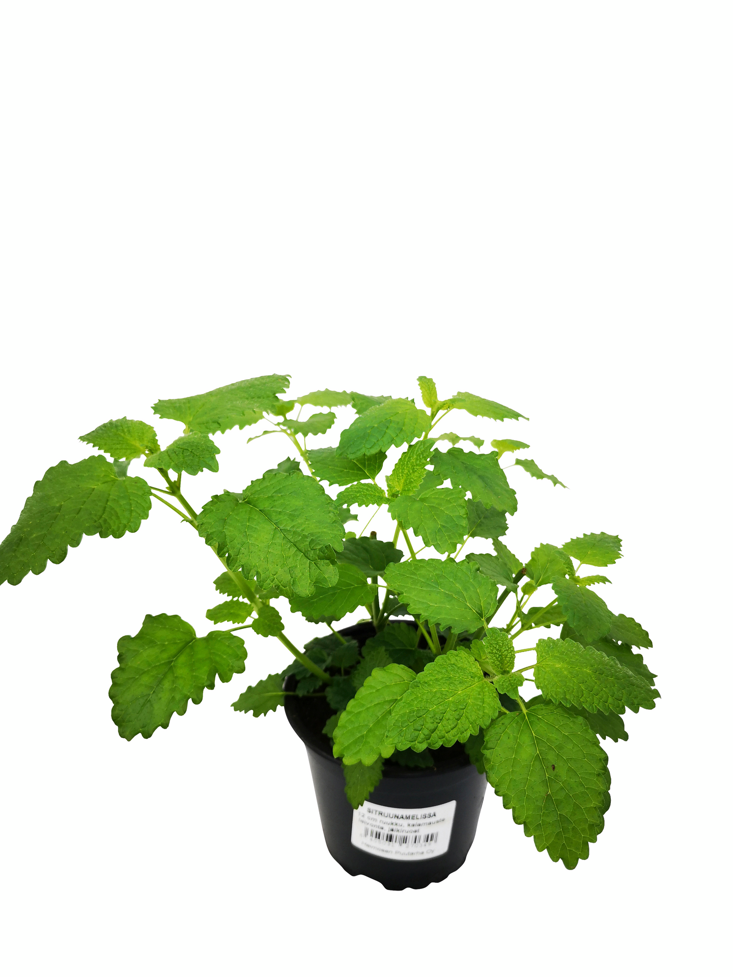 Yrttilajitelma 12cm ruukku