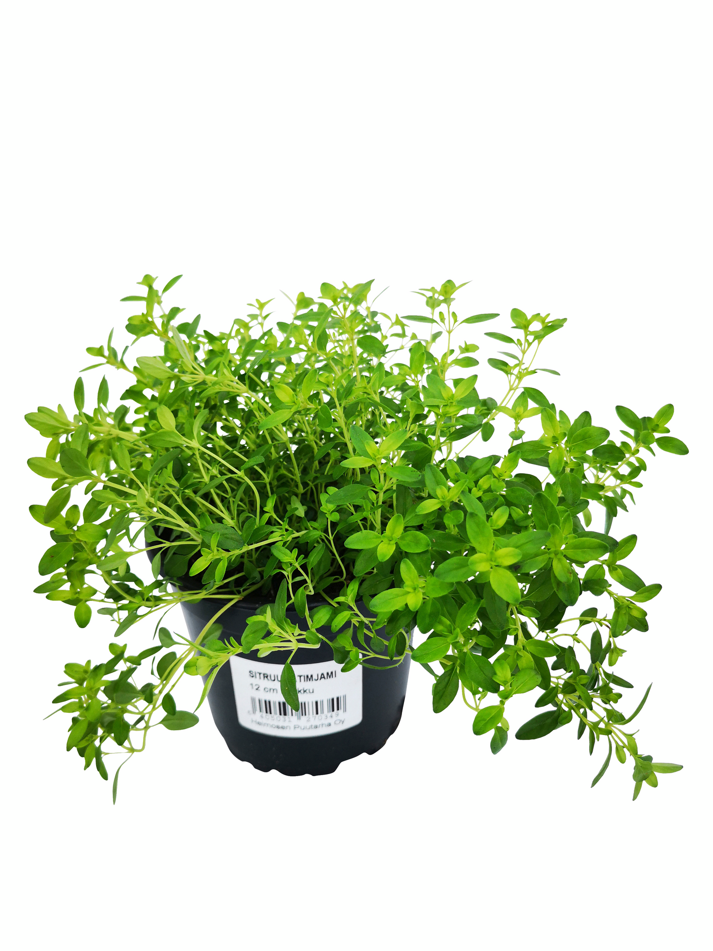 Yrttilajitelma 12cm ruukku