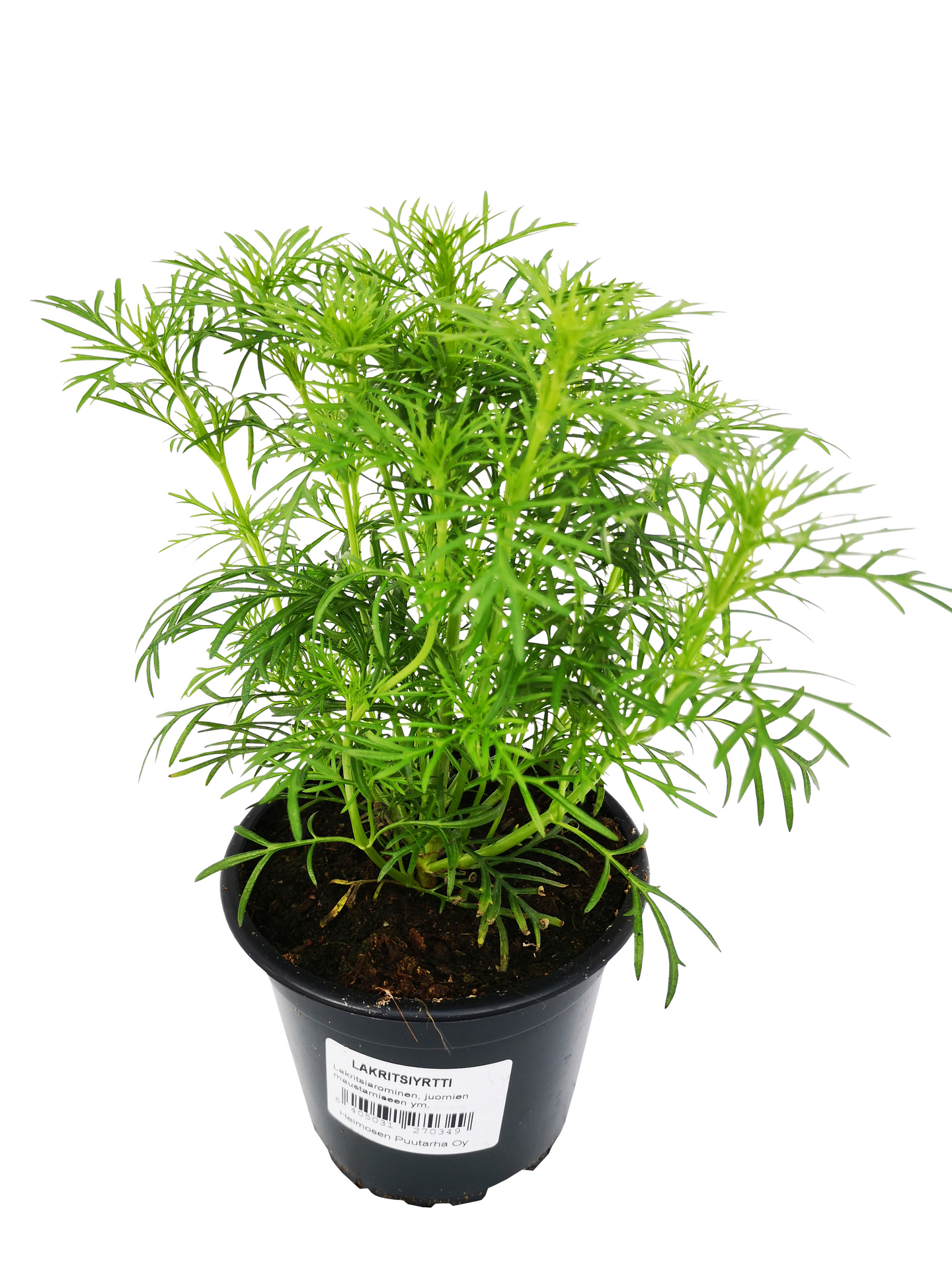 Yrttilajitelma 12cm ruukku