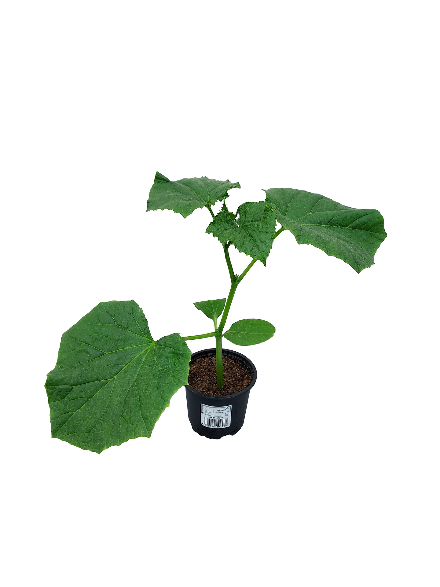 Pitkäkurkku 10,5cm ruukku