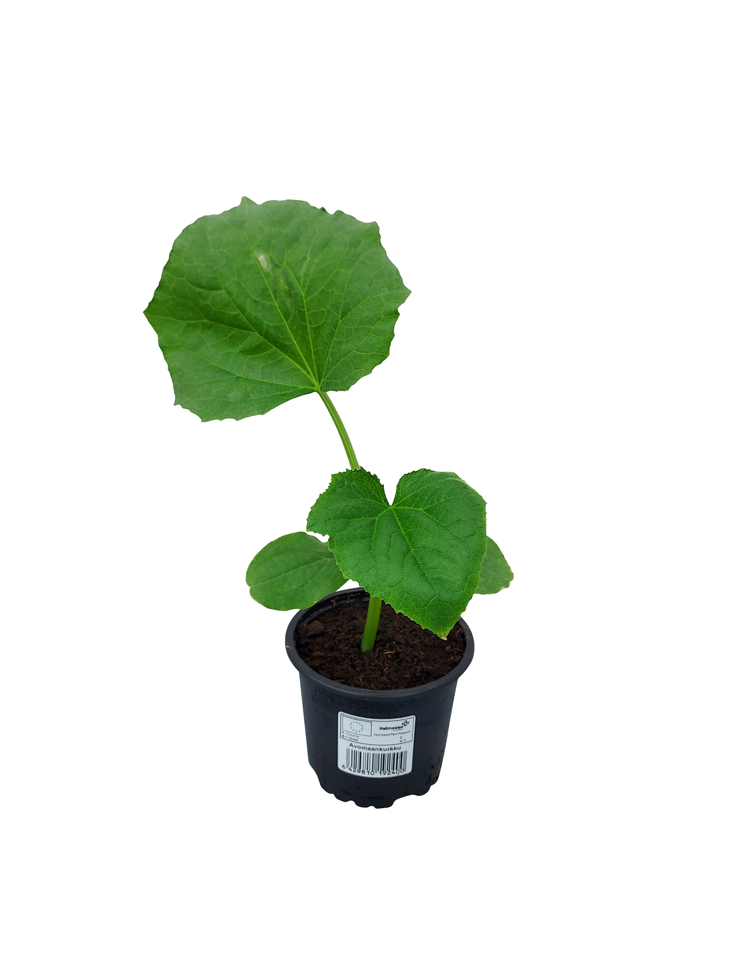 Avomaankurkku 10,5cm ruukku