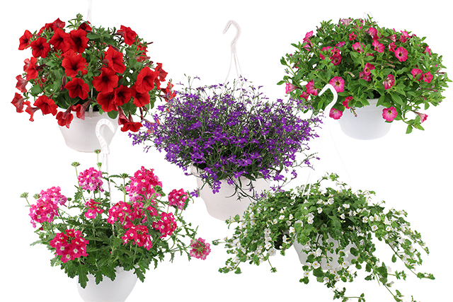 Kesakukka-amppeli mix 23cm