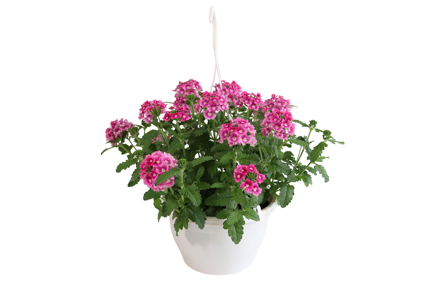 Kesakukka-amppeli mix 23cm