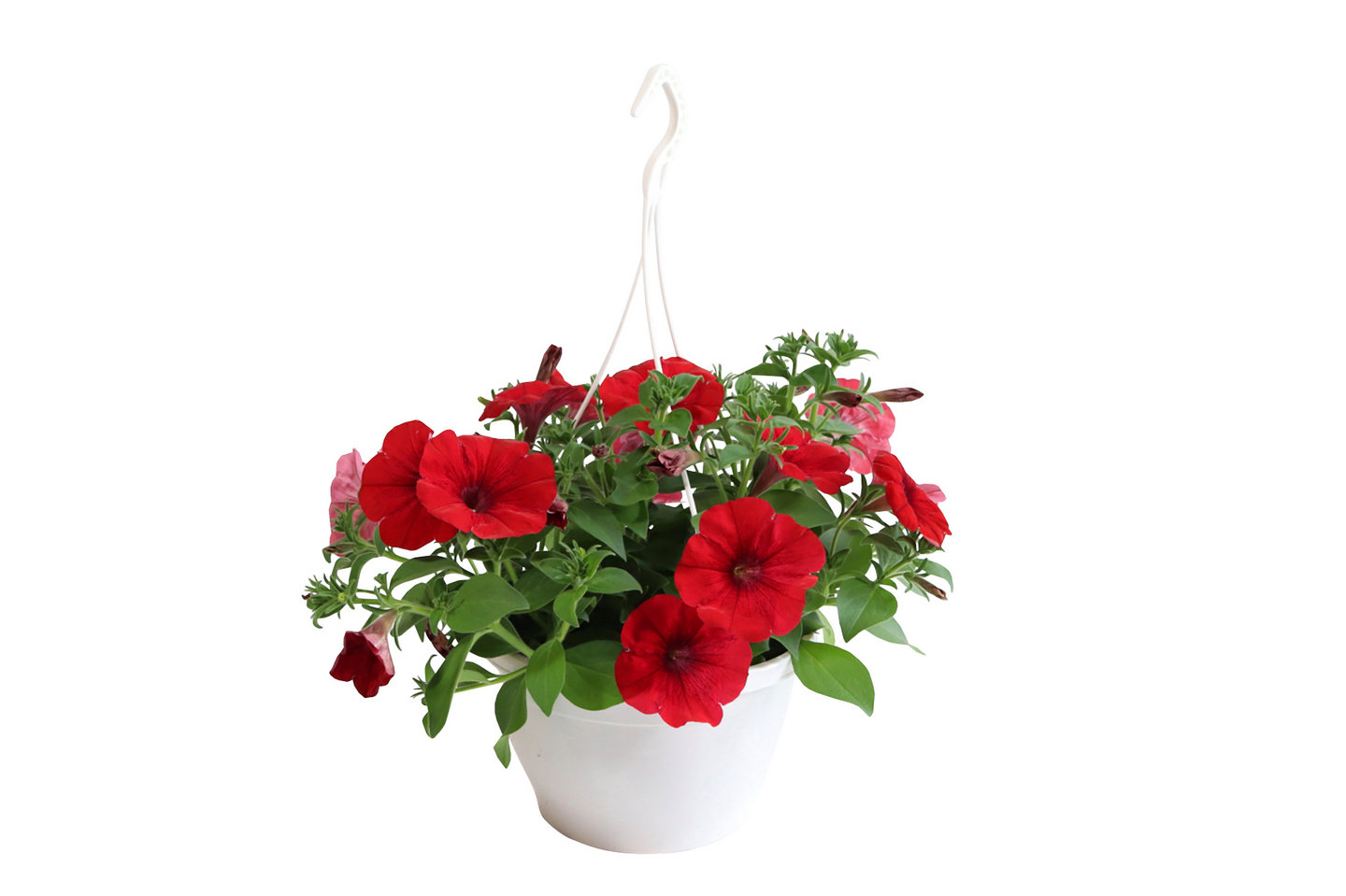 Kesakukka-amppeli mix 23cm