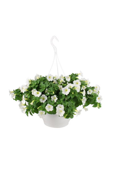 Kesakukka-amppeli mix 23cm