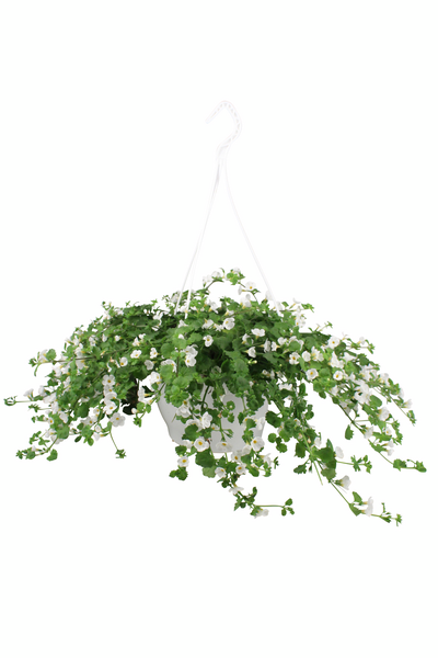 Kesakukka-amppeli mix 23cm