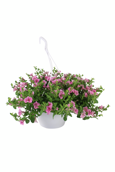 Kesakukka-amppeli mix 23cm