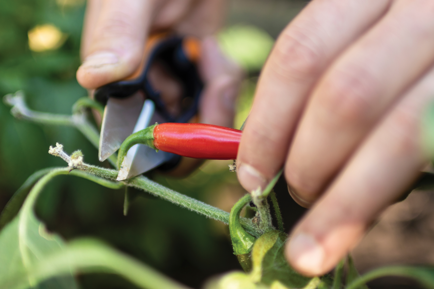 Yrttisakset Solid SP220 Fiskars