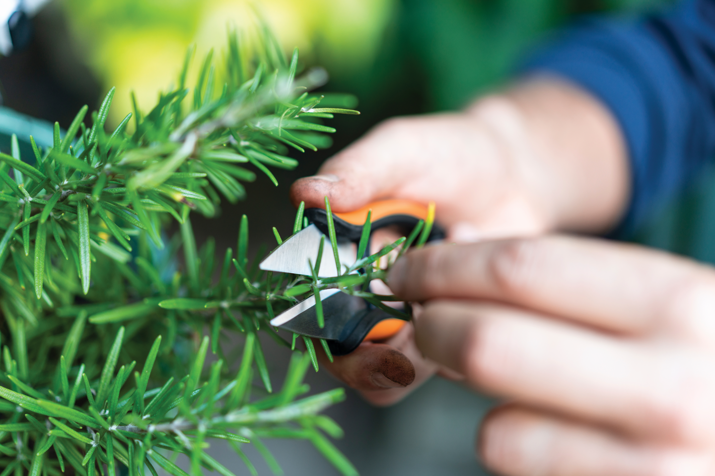 Yrttisakset Solid SP220 Fiskars