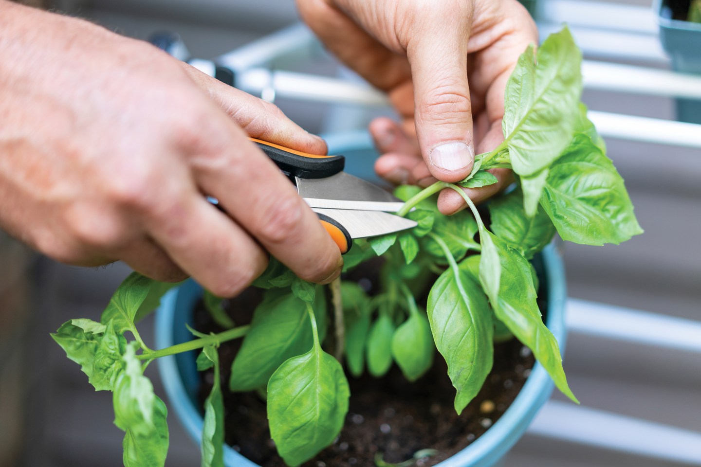 Yrttisakset Solid SP220 Fiskars