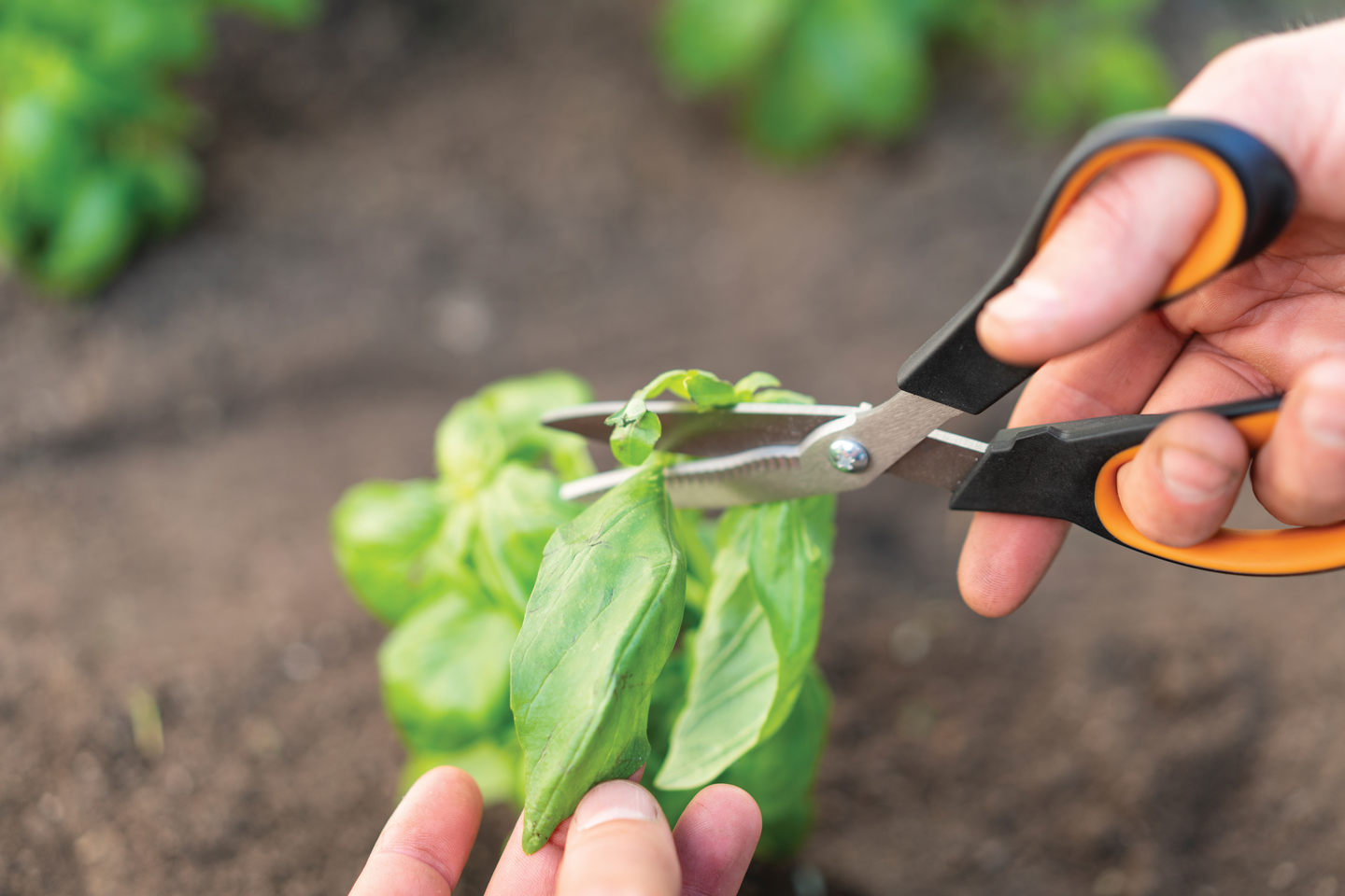 Vihannessakset Fiskars SP240