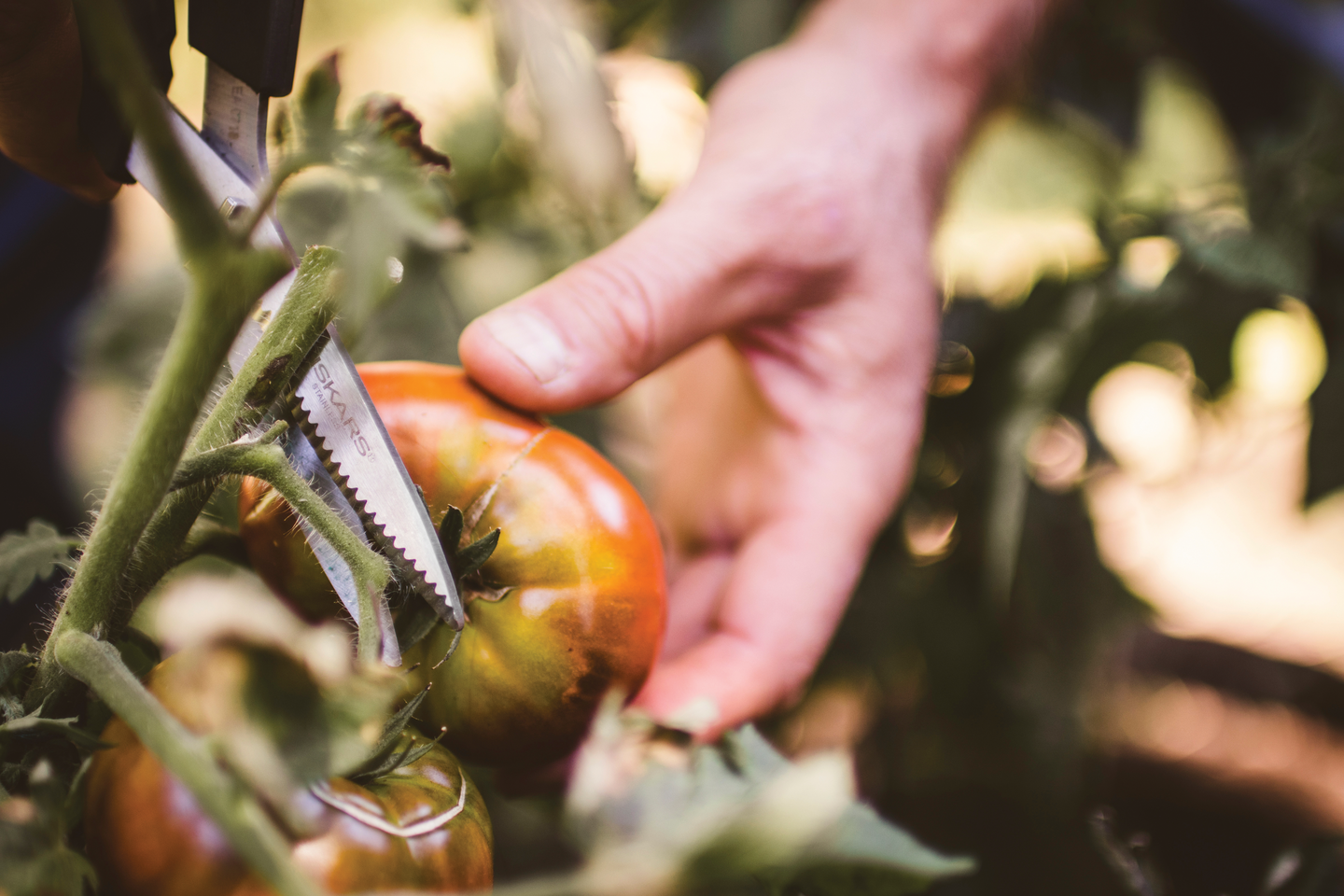 Vihannessakset Fiskars SP240