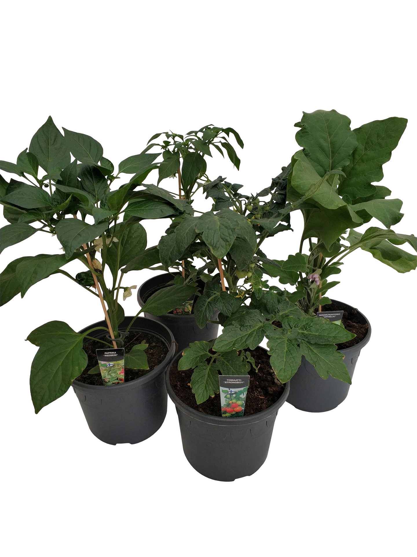 Patiovihannekset 19cm